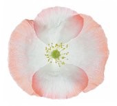 huM petiTE fleuR **
